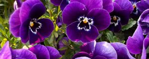 Preview wallpaper pansies, flowers, flowerbed, close-up