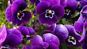 Preview wallpaper pansies, flowers, flowerbed, close-up