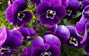 Preview wallpaper pansies, flowers, flowerbed, close-up