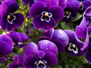 Preview wallpaper pansies, flowers, flowerbed, close-up