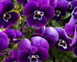 Preview wallpaper pansies, flowers, flowerbed, close-up