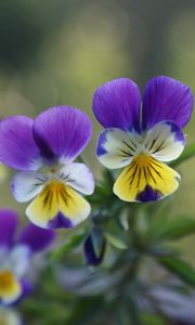 Preview wallpaper pansies, flowers, herbs, colorful