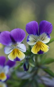 Preview wallpaper pansies, flowers, herbs, colorful