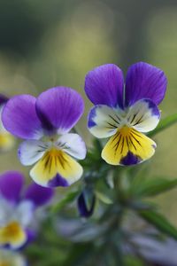 Preview wallpaper pansies, flowers, herbs, colorful