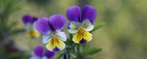 Preview wallpaper pansies, flowers, herbs, colorful