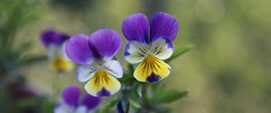 Preview wallpaper pansies, flowers, herbs, colorful