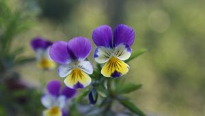 Preview wallpaper pansies, flowers, herbs, colorful