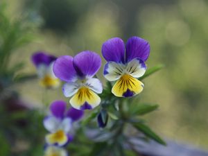 Preview wallpaper pansies, flowers, herbs, colorful