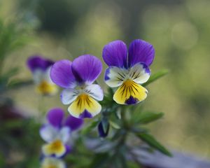 Preview wallpaper pansies, flowers, herbs, colorful