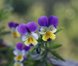 Preview wallpaper pansies, flowers, herbs, colorful