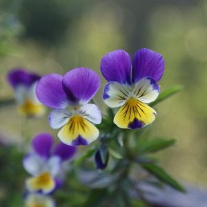 Preview wallpaper pansies, flowers, herbs, colorful