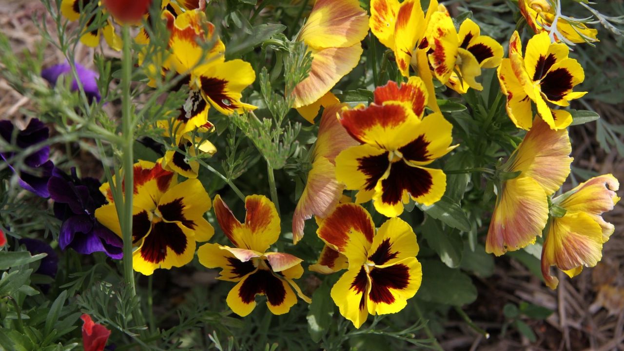 Wallpaper pansies, flowers, herbs, close-up