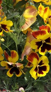 Preview wallpaper pansies, flowers, herbs, close-up