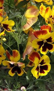 Preview wallpaper pansies, flowers, herbs, close-up