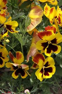 Preview wallpaper pansies, flowers, herbs, close-up