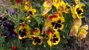 Preview wallpaper pansies, flowers, herbs, close-up