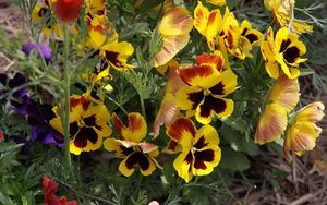 Preview wallpaper pansies, flowers, herbs, close-up