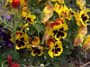 Preview wallpaper pansies, flowers, herbs, close-up