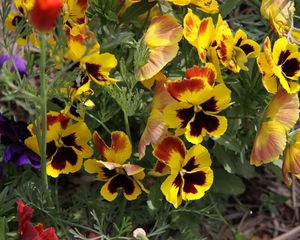 Preview wallpaper pansies, flowers, herbs, close-up