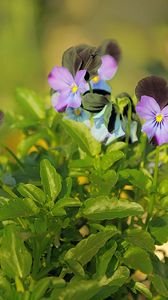 Preview wallpaper pansies, flowers, herbs, close-up