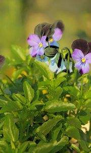 Preview wallpaper pansies, flowers, herbs, close-up