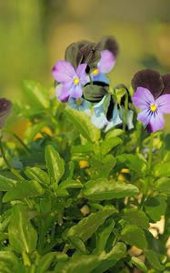 Preview wallpaper pansies, flowers, herbs, close-up