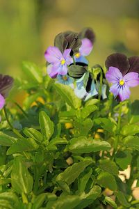 Preview wallpaper pansies, flowers, herbs, close-up