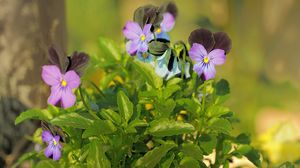 Preview wallpaper pansies, flowers, herbs, close-up