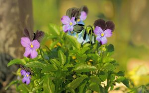 Preview wallpaper pansies, flowers, herbs, close-up