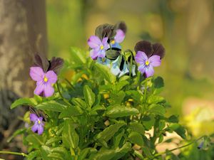 Preview wallpaper pansies, flowers, herbs, close-up