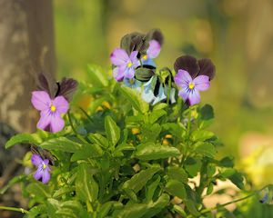 Preview wallpaper pansies, flowers, herbs, close-up