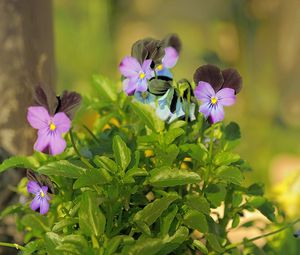 Preview wallpaper pansies, flowers, herbs, close-up