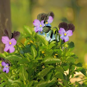 Preview wallpaper pansies, flowers, herbs, close-up