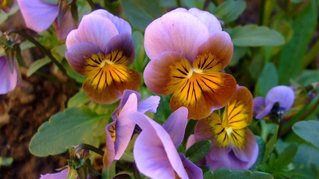 Wallpaper pansies, flowers, leaves, close-up