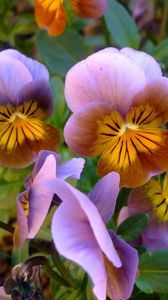 Preview wallpaper pansies, flowers, leaves, close-up