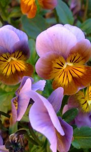 Preview wallpaper pansies, flowers, leaves, close-up