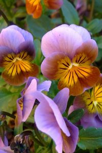 Preview wallpaper pansies, flowers, leaves, close-up