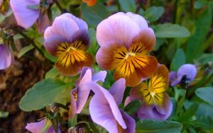 Preview wallpaper pansies, flowers, leaves, close-up