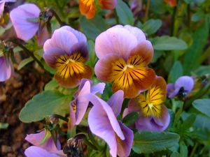 Preview wallpaper pansies, flowers, leaves, close-up