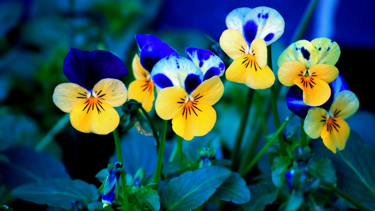 Wallpaper pansies, flowers, meadow