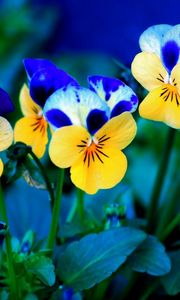 Preview wallpaper pansies, flowers, meadow