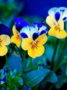 Preview wallpaper pansies, flowers, meadow