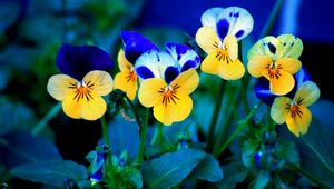 Preview wallpaper pansies, flowers, meadow