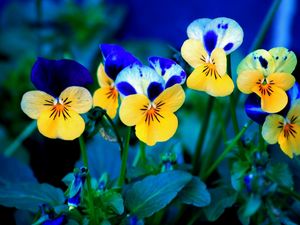 Preview wallpaper pansies, flowers, meadow