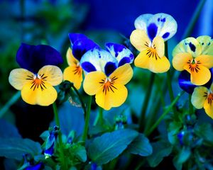 Preview wallpaper pansies, flowers, meadow