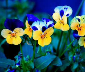 Preview wallpaper pansies, flowers, meadow