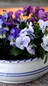 Preview wallpaper pansies, flowers, small, cup, table