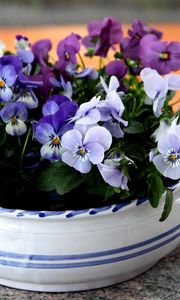 Preview wallpaper pansies, flowers, small, cup, table