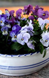 Preview wallpaper pansies, flowers, small, cup, table