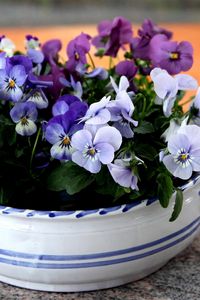 Preview wallpaper pansies, flowers, small, cup, table